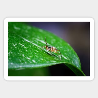 A gorgeous metallic jumper (Siler semiglaucus) saying hi from a Monstera Thai constellation! It's also know as colorful jumping spider and jade jumping spider Sticker